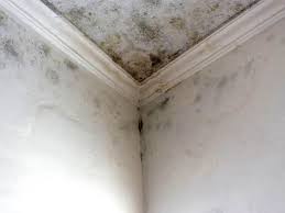 Why You Should Choose Our Mold Remediation Services in Geistown, PA